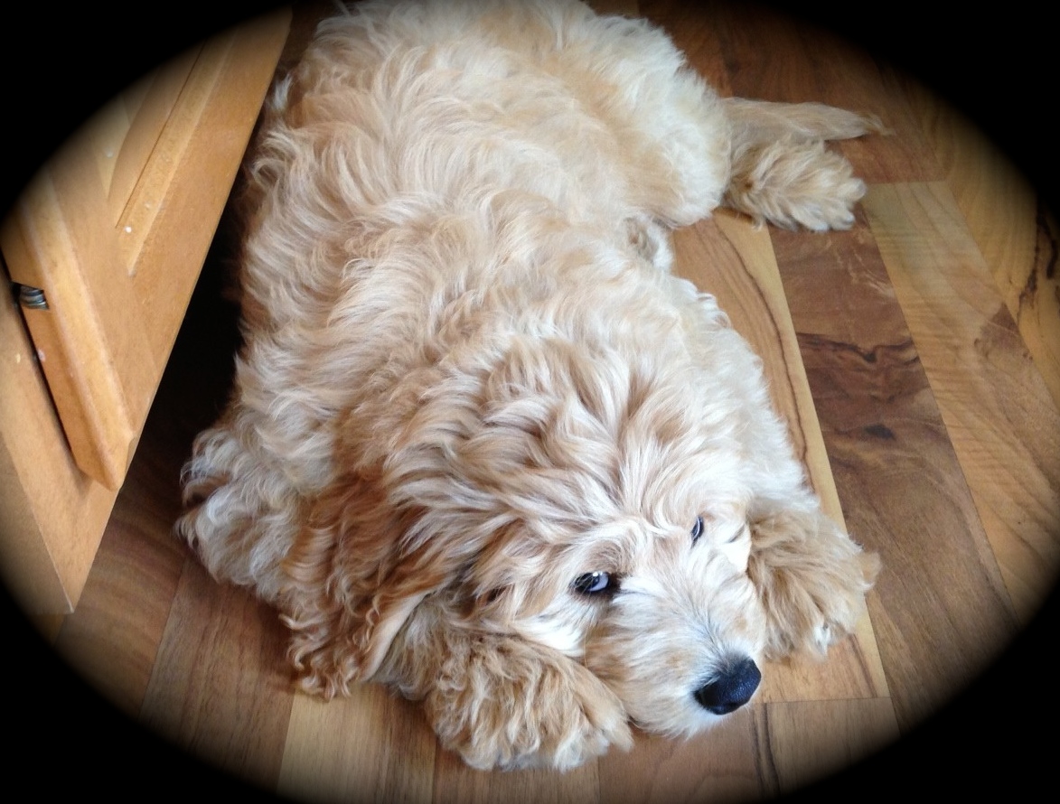 Wisconsin Miniature Goldendoodle Breeder